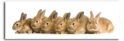 ФотоПостер Шесть рыжих кроликов Dom18574 фото