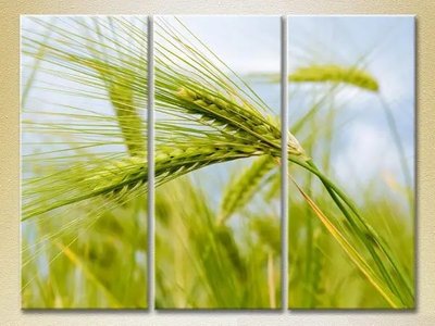 Модульные картины Колосья пшеницы TSv10139 фото
