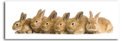 ФотоПостер Шесть рыжих кроликов Dom18574 фото