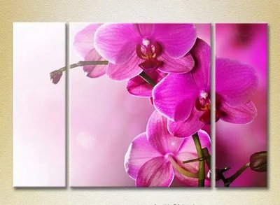 Модульные картины Фиолетовые орхидеи TSv9749 фото