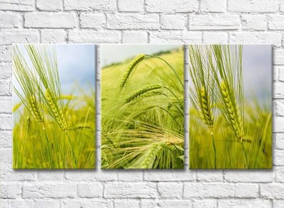 Триптих из зеленых колосьев пшеницы TSv5749 фото