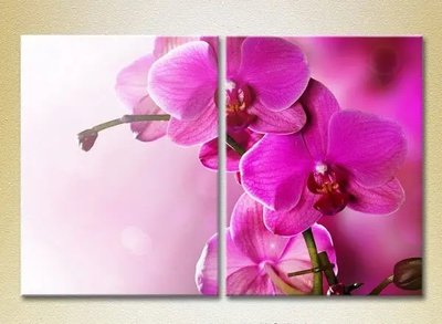 Модульные картины Фиолетовые орхидеи_01 TSv6849 фото