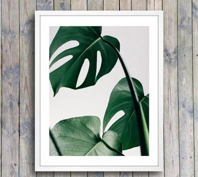 Постер листья тропического растения темно зеленые, фото в Молдове TSv17644 фото