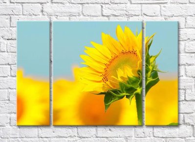 Floarea soarelui strălucitoare pe un fundal galben-albastru TSv5600 фото