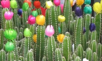 PhotoPoster Flori de cactus TSv18325 фото