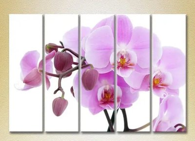 Модульные картины Орхидеи сиреневые с бутонами_03 TSv7051 фото