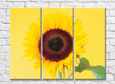 Floare de floarea soarelui pe fond galben TSv5651 фото