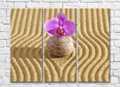 Floare de orhidee pe o piatră pe fundal de nisip TSv5653 фото