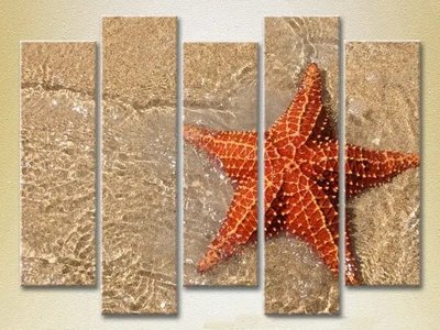 Модульные картины Морская звезда на берегу_01 Mor7503 фото