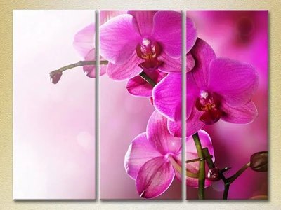Модульные картины Фиолетовые орхидеи_01 TSv10303 фото