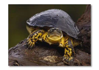 PhotoPoster Turtle Rep17488 фото