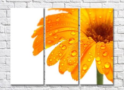 Floare de gerbera portocalie cu picături de rouă TSv5655 фото