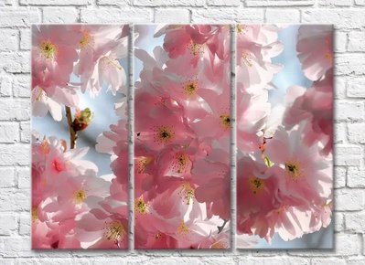 Триптих-цветение сакуры TSv5705 фото