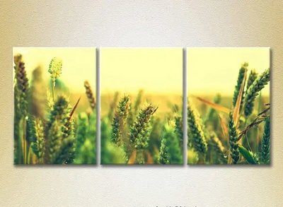 Модульные картины Пшеничное поле_02 TSv9755 фото