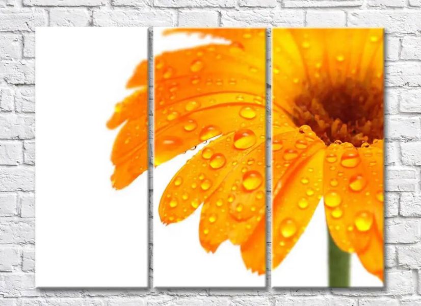 Цветок оранжевой герберы с каплями росы TSv5655 фото