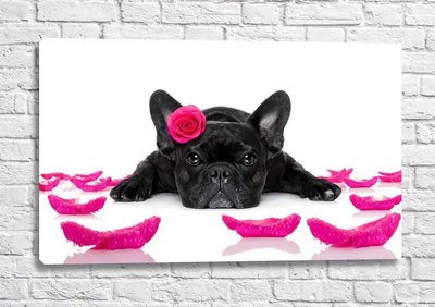 Poster Bulldog francez negru în petale de trandafir Fig16676 фото