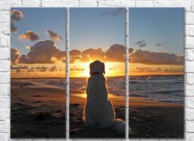 Триптих Белый лабрадор на берегу моря Mor9906 фото