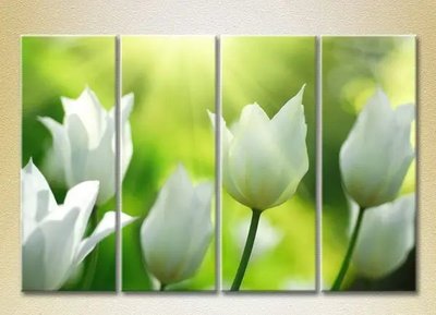 Модульные картины Белые тюльпаны_01 TSv7857 фото
