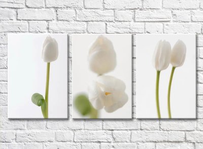 Триптих из белых тюльпанов TSv5757 фото