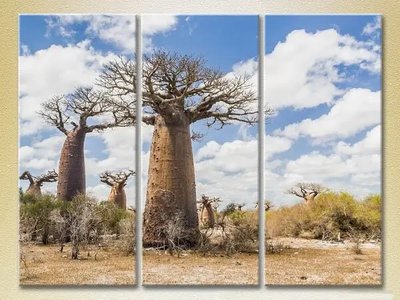 Tablouri modulare Baobabi într-un giulgiu_01 Pri7707 фото