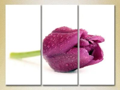 Модульные картины Фиолетовый тюльпан_01 TSv10307 фото