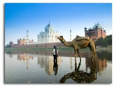Poster foto Camel în fața Taj Mahal din Delhi, India Azi19198 фото