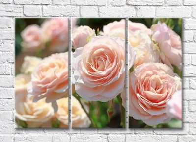 Пионовидные розы персикового цвета TSv5440 фото