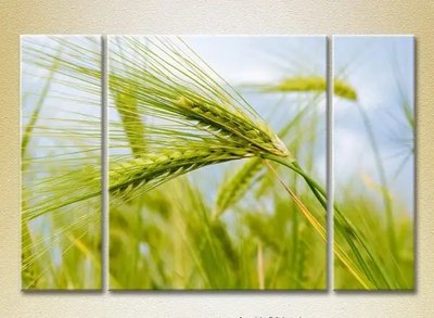 Модульные картины Колосья пшеницы_01 TSv10140 фото