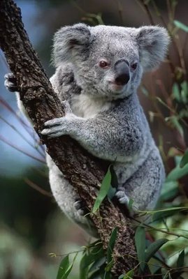 PhotoPoster Koala Avs17720 фото