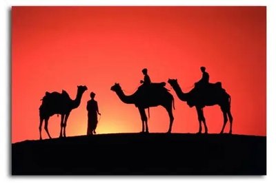 ФотоПостер Бедуины и верблюды на фоне заката Afr16878 фото