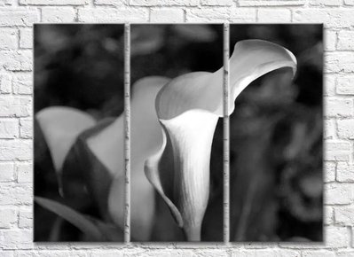 Triptic alb-negru cu flori de calla TSv5608 фото