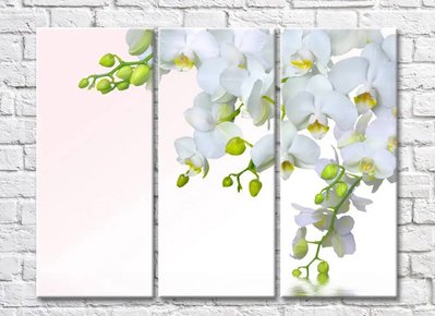 Триптих из белых орхидей TSv5758 фото