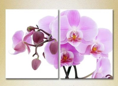Модульные картины Орхидеи сиреневые с бутонами TSv6758 фото