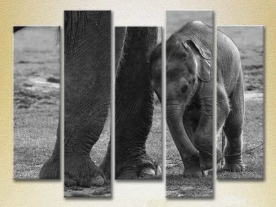 Модульные картины Детеныш слона ZHi8858 фото