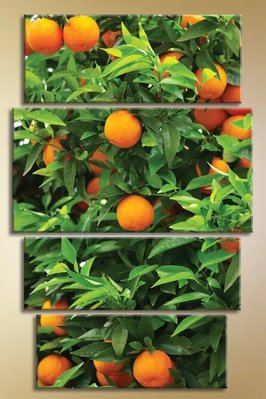 Модульные картины Полиптих, апельсиновое дерево Eda6659 фото