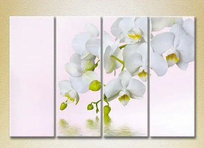 Модульные картины Белая орхидея_01 TSv8009 фото