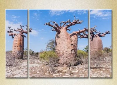 Tablouri modulare Trei baobabi_01 Pri7709 фото