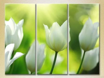 Модульные картины Белые тюльпаны TSv9759 фото