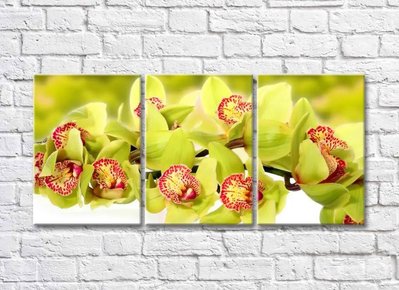 Триптих-Ветка зеленой орхидеи TSv5710 фото