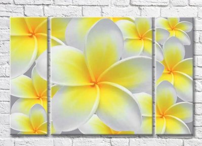 Триптих Желтые цветы плумерии 3D7810 фото