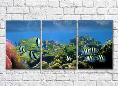 Триптих Разноцветные рыбки плавающие в море Mor10111 фото