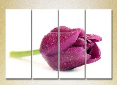 Модульные картины Фиолетовый тюльпан TSv7612 фото