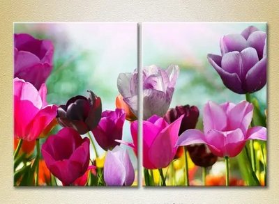 Модульные картины Поле разноцветных тюльпанов_02 TSv6812 фото