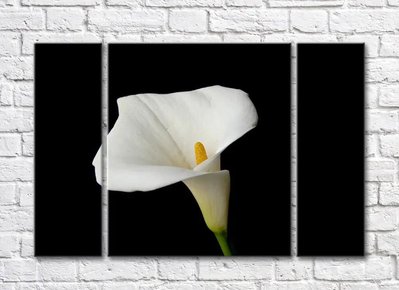 Floare albă de calla pe fundal negru TSv5663 фото