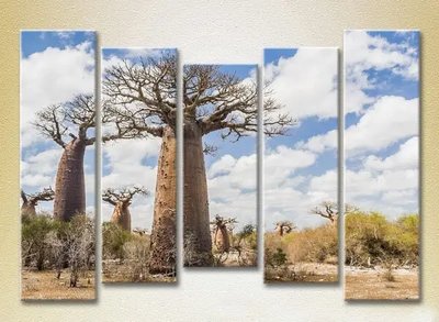 Tablouri modulare Baobabi într-un giulgiu_03 Pri9163 фото
