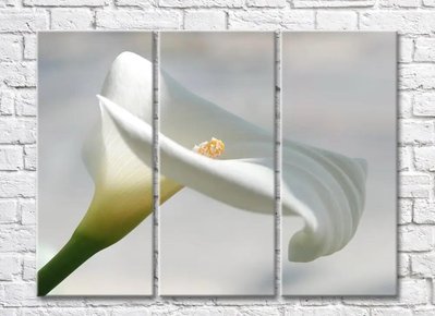 Floare albă de calla pe fundal gri TSv5664 фото