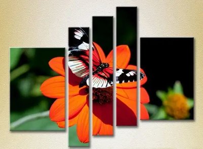 Модульные картины Бабочка на цветке_04 ZHi9414 фото