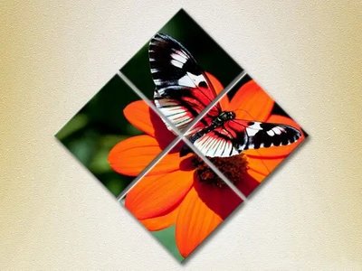 Модульные картины Бабочка на цветке_02 ZHi9264 фото