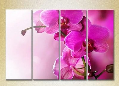 Модульные картины Фиолетовые орхидеи_01 TSv7965 фото