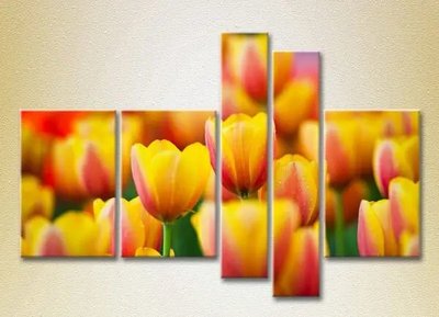 Модульные картины Желто красные тюльпаны_05 TSv7515 фото